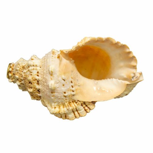 Trompe coquillage